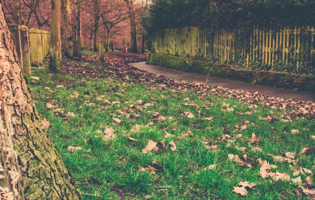 Un parc verdoyant avec des feuilles d'automne
